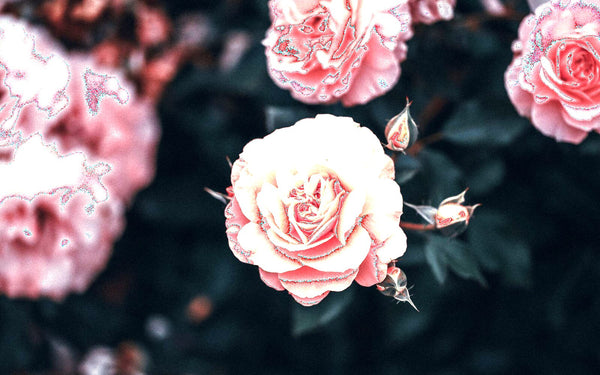 The Rose Garden